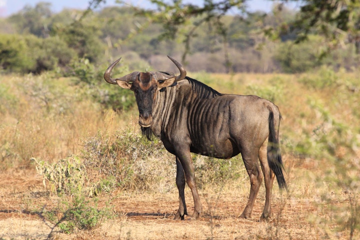 Limpopo Accommodation at Pretklop Safari Lodge | Viya