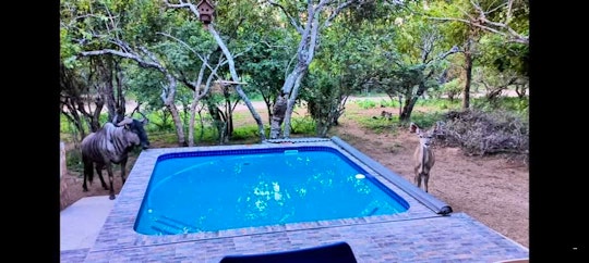 Kruger National Park South Accommodation at  | Viya