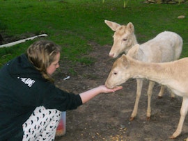 Garden Route Accommodation at Plett Forest Cabins & Wedding Venue | Viya