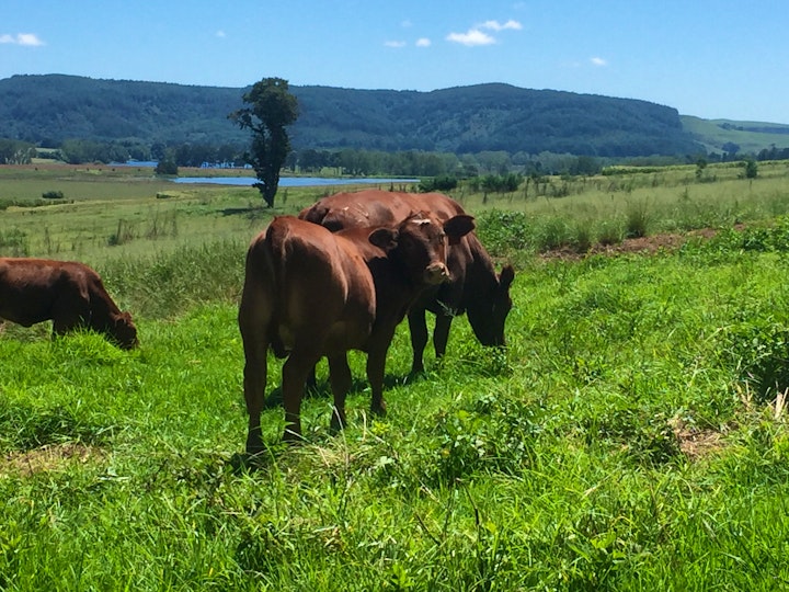 KwaZulu-Natal Accommodation at Meshlynn Farm Cottage | Viya