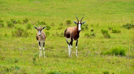 Garden Route Accommodation at Garden Route Safari Camp | Viya