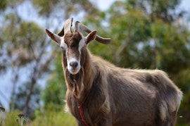 Overberg Accommodation at Laughing Waters Farm | Viya