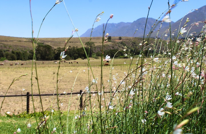 Western Cape Accommodation at Arumvale Country Retreat | Viya
