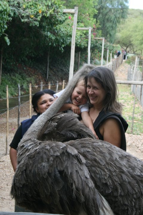 Cango Ostrich Show Farm
