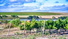 Western Cape Accommodation at Strandveld Vineyards Cottages | Viya