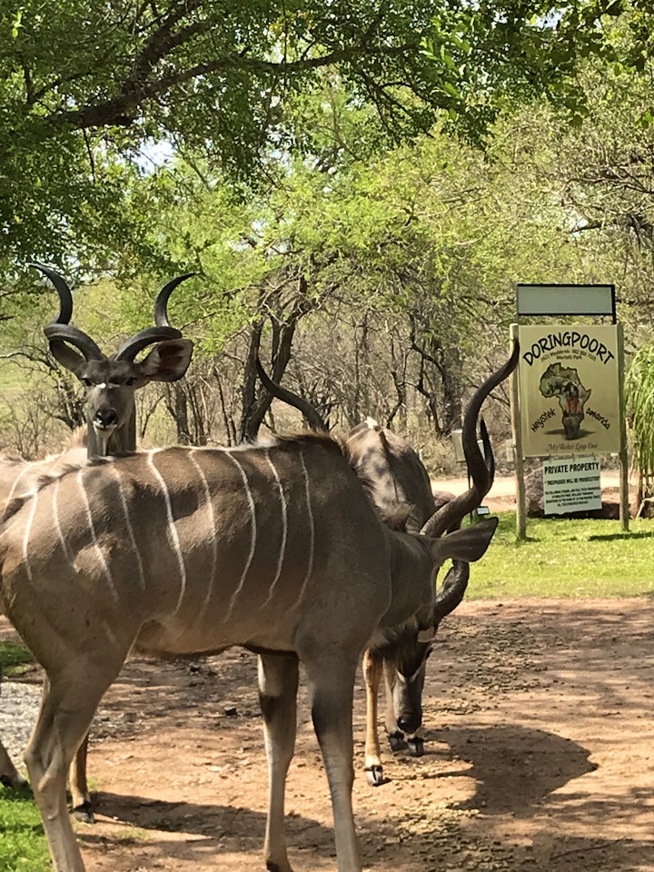 Kruger National Park South Accommodation at Doringpoort: Delagoadoring | Viya