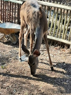 Kruger National Park South Accommodation at Borakalala | Viya