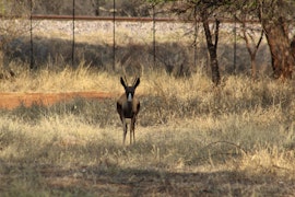 Waterberg Accommodation at Rustic Stone Lodge | Viya