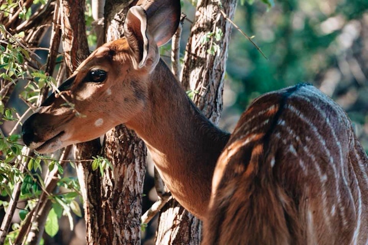 Mpumalanga Accommodation at Ukuthula Bush Lodge | Viya