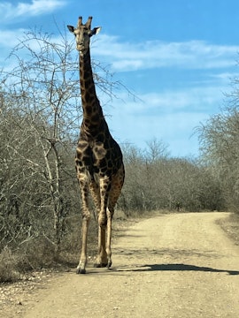 Kruger National Park South Accommodation at Klein Paradys | Viya