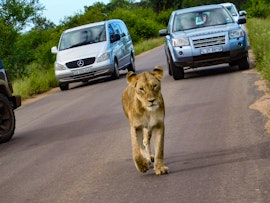 Kruger National Park South Accommodation at Adventure Bush House | Viya