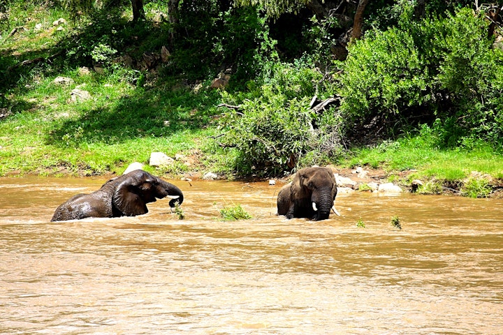 Limpopo Accommodation at Ndlovu Bushvilla | Viya