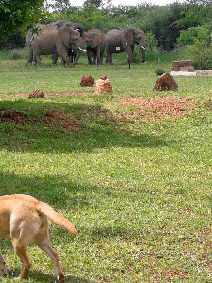 Gauteng Accommodation at Elephant Waterhole | Viya