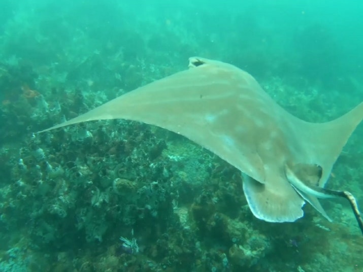 Pro Dive Plettenberg Bay