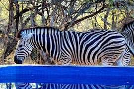 Kruger National Park South Accommodation at Ngululu | Viya