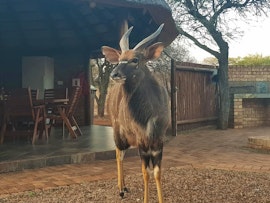 Limpopo Accommodation at Makhato Lodge 96 | Viya