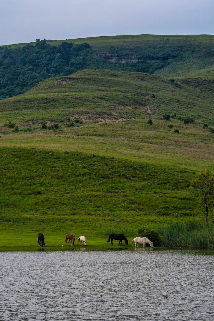 KwaZulu-Natal Accommodation at Montusi Mountain Lodge | Viya