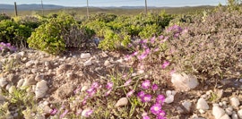 Namaqualand Accommodation at Kotzesrus Rusplek | Viya