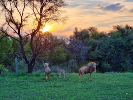 Limpopo Accommodation at Ubunye Game Lodge | Viya