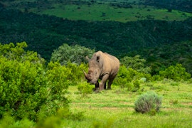 Eastern Cape Accommodation at Mantis Founders Lodge | Viya