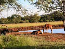 Limpopo Accommodation at Newburg Lodge & Luxury Bush Tents | Viya