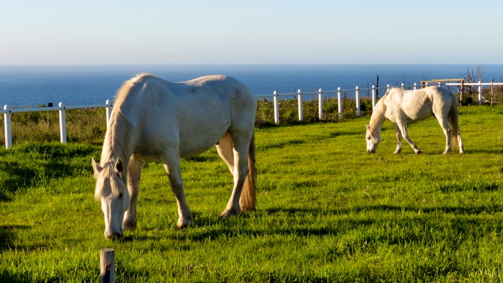 Garden Route Accommodation at TNiqua Stable Inn | Viya