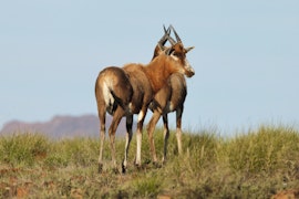 Eastern Cape Accommodation at Kliphuis @ Sneeuberg Nature Reserve | Viya