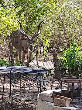 Kruger National Park South Accommodation at  | Viya