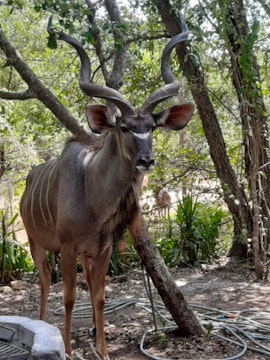 Kruger National Park South Accommodation at  | Viya