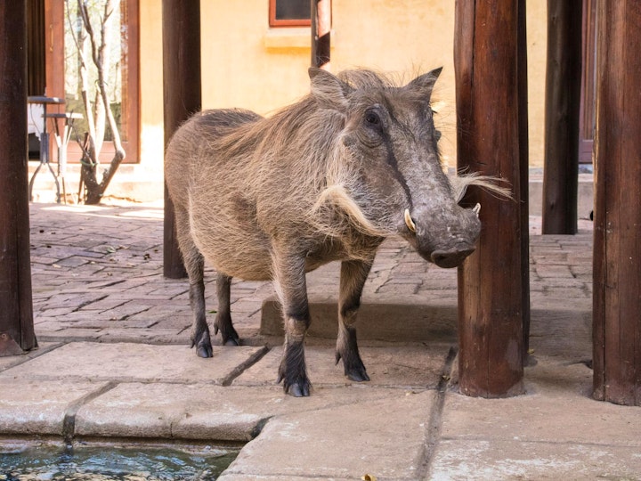 Limpopo Accommodation at Gem Bateleur Private Lodge | Viya