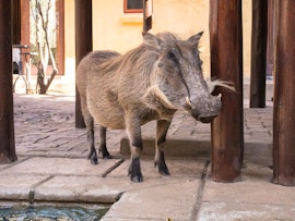 Kruger To Canyons Accommodation at Gem Bateleur Private Lodge | Viya