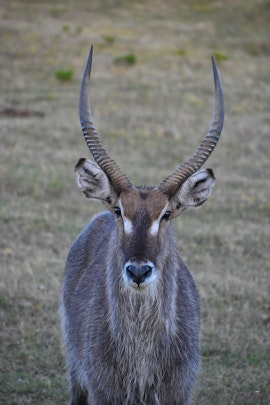 Western Cape Accommodation at Baardbos Private Game Reserve | Viya