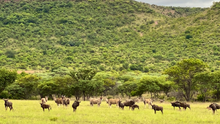 Waterberg Accommodation at Rietfontein Guest & Safari Lodge | Viya