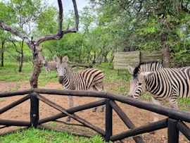 Kruger National Park South Accommodation at  | Viya