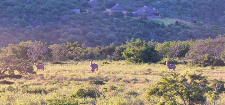 Eastern Cape Accommodation at Matola Private Game Reserve | Viya