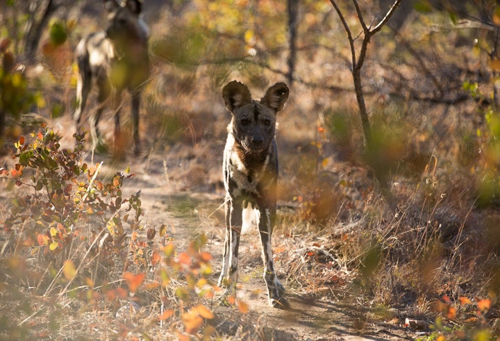 North West Accommodation at Nkala Safari Lodge - Black Rhino Game Reserve | Viya