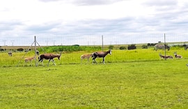 Free State Accommodation at Damhuis @ Vaaldam | Viya