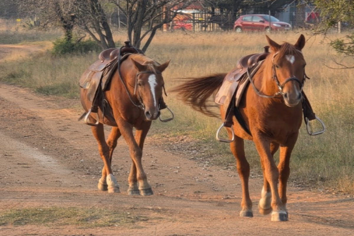 Wild Thorn Bush Lodge image no 21 of 22