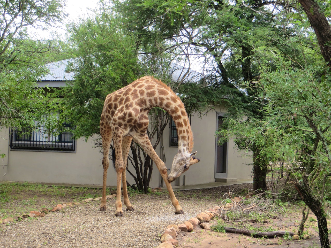 Kruger National Park South Accommodation at  | Viya