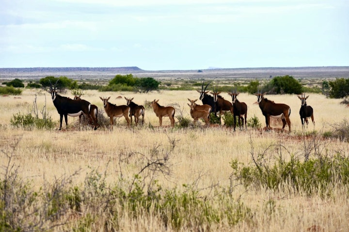 Northern Cape Accommodation at Witgatboom Verblyf | Viya