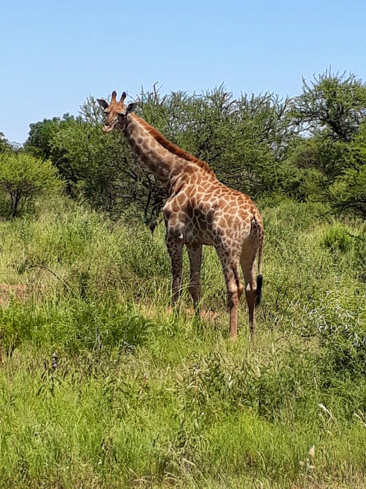 Limpopo Accommodation at 113 Zwartkloof Private Game Reserve | Viya