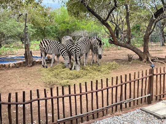 Kruger National Park South Accommodation at  | Viya