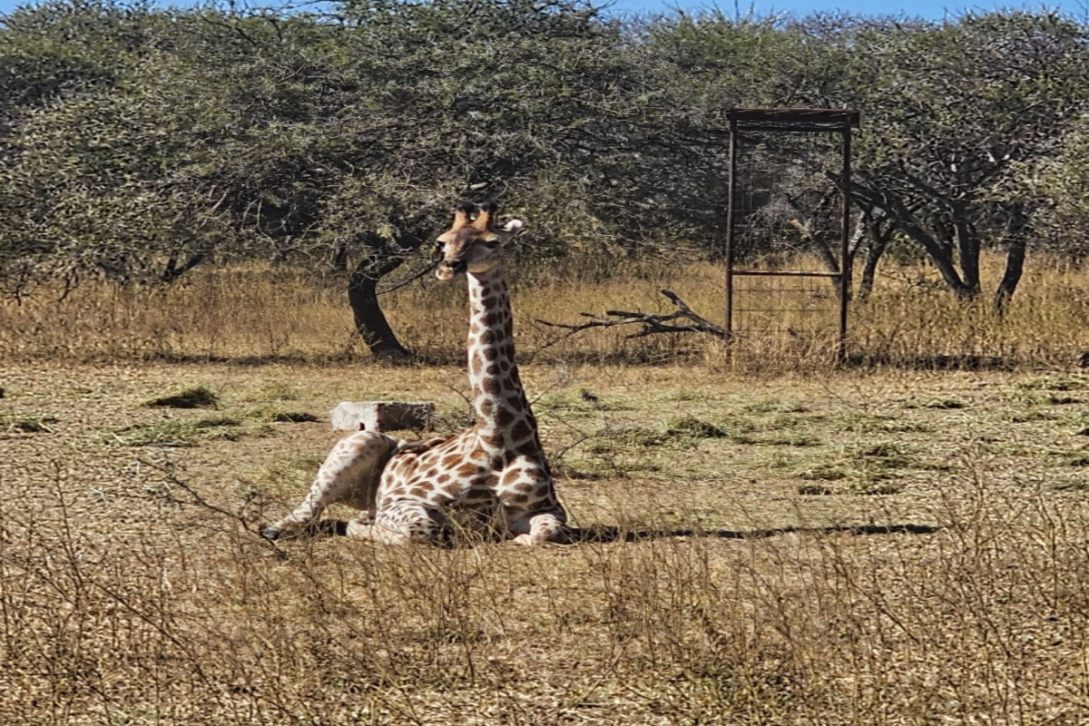 Wild Thorn Bush Lodge image no 20 of 22