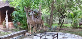 Kruger National Park South Accommodation at  | Viya