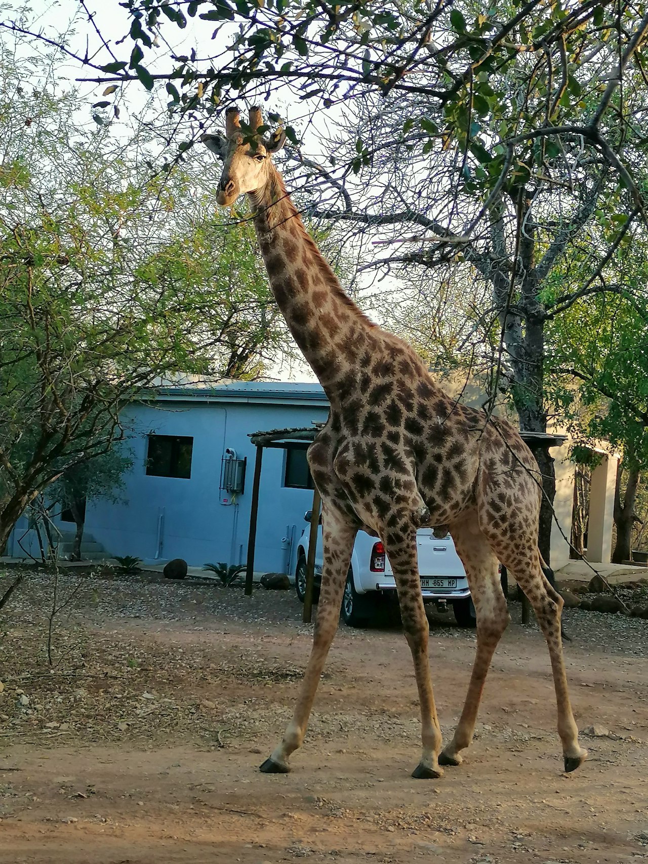 Kruger National Park South Accommodation at  | Viya