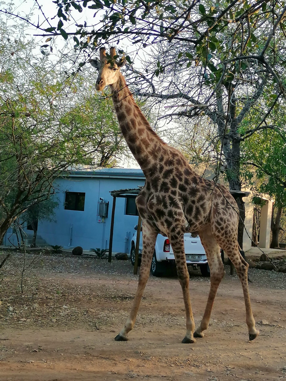 Kruger National Park South Accommodation at  | Viya