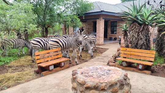 Kruger National Park South Accommodation at  | Viya