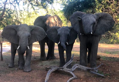  at Mabalingwe Elephant Lodge | TravelGround