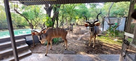 Kruger National Park South Accommodation at  | Viya