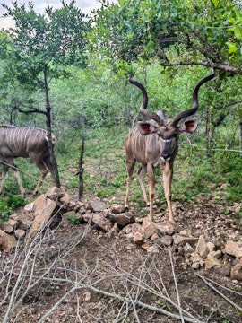 Kruger National Park South Accommodation at Sonador Bush House | Viya